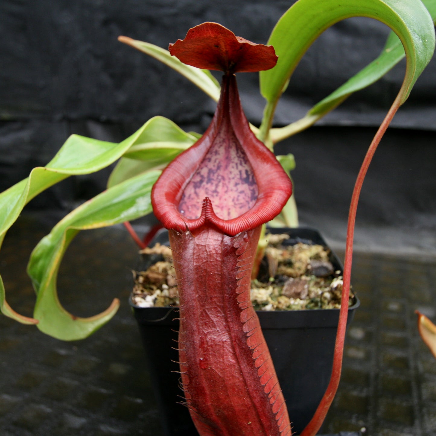 Nepenthes 'Red Dragon' - Exact Plant 09/15/23
