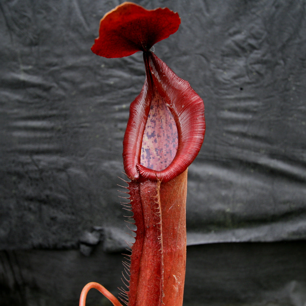 
                      
                        Nepenthes 'Red Dragon' - Exact Plant 09/15/23
                      
                    