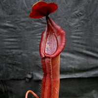 Nepenthes 'Red Dragon' - Exact Plant 09/15/23