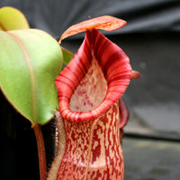 Nepenthes (spathulata x spectabilis) "BE Best" x veitchii "Pink Candy Cane", CAR-0052