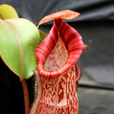 Nepenthes (spathulata x spectabilis) "BE Best" x veitchii "Pink Candy Cane", CAR-0052