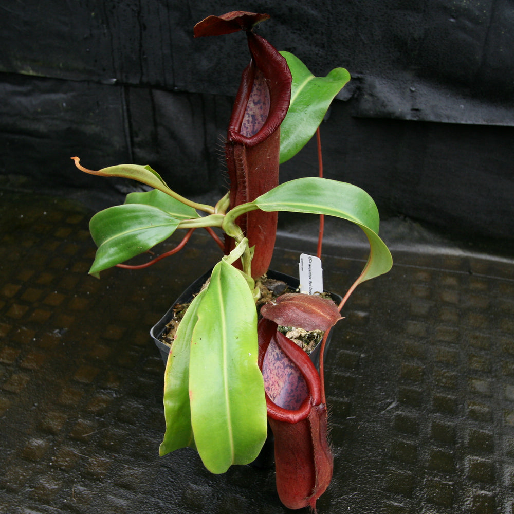 
                      
                        Nepenthes 'Red Dragon' - Exact Plant 09/15/23
                      
                    