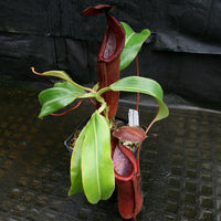 Nepenthes 'Red Dragon'