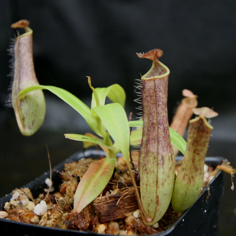 Nepenthes gracilis BE-4060 with slender pale green leaves and upright striped pitchers in a small pot
