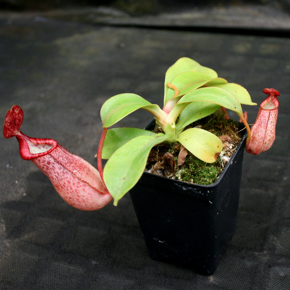 
                      
                        Nepenthes (spathulata x spectabilis) "BE Best" x veitchii "Pink Candy Cane", CAR-0052
                      
                    
