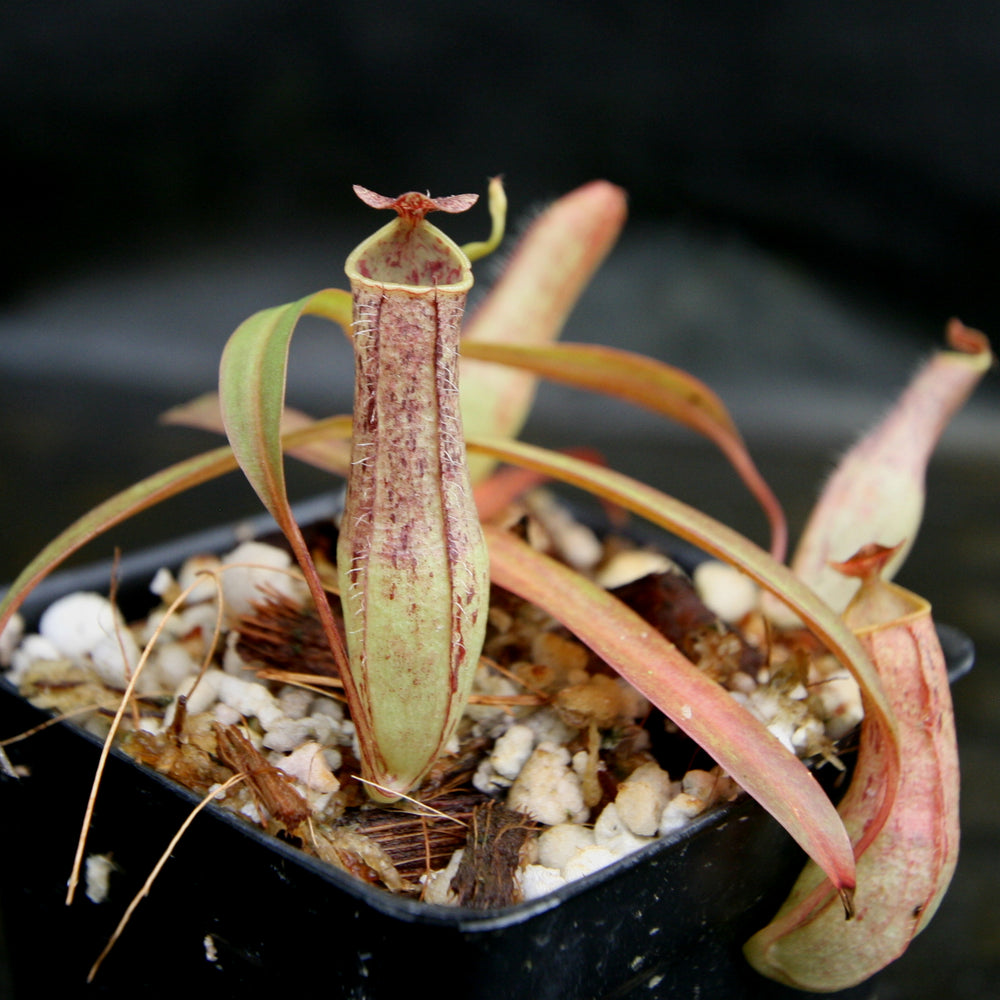 
                      
                        Nepenthes gracilis, BE-4060
                      
                    