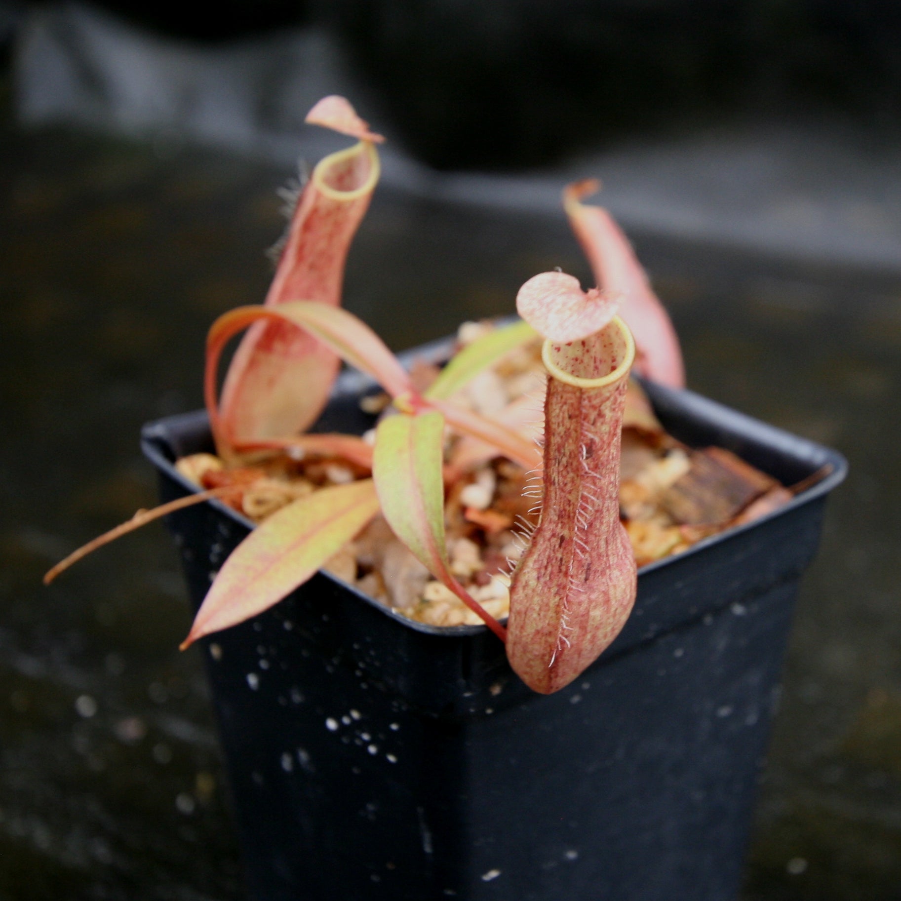 Nepenthes gracilis, BE-4060 – Carnivero