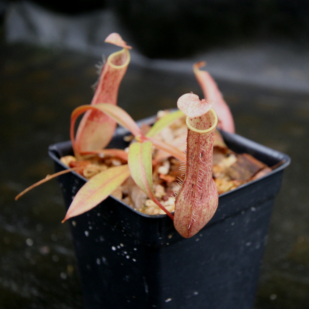 
                      
                        Nepenthes gracilis, BE-4060
                      
                    