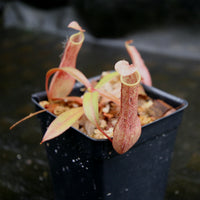 Nepenthes gracilis, BE-4060