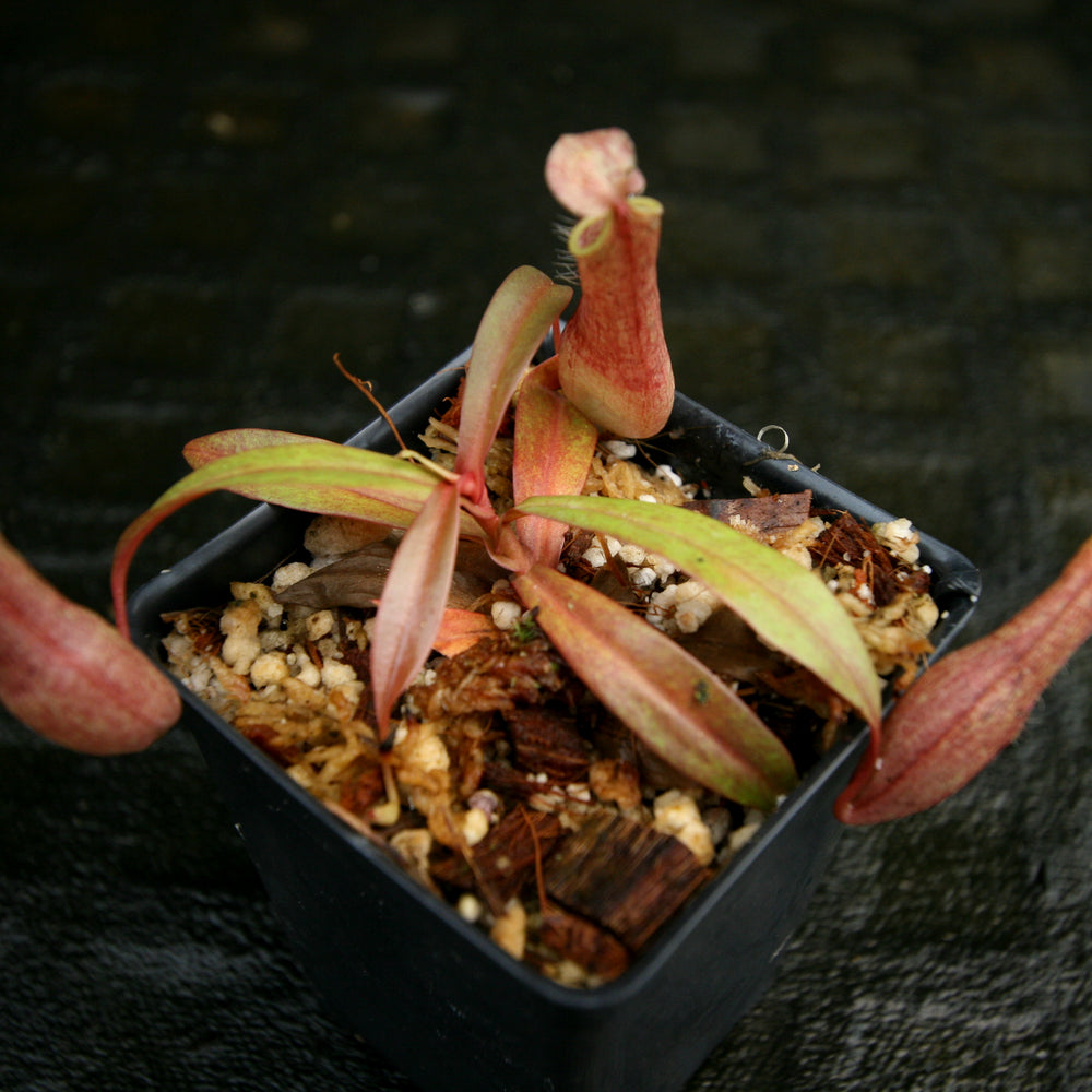 
                      
                        Nepenthes gracilis, BE-4060
                      
                    