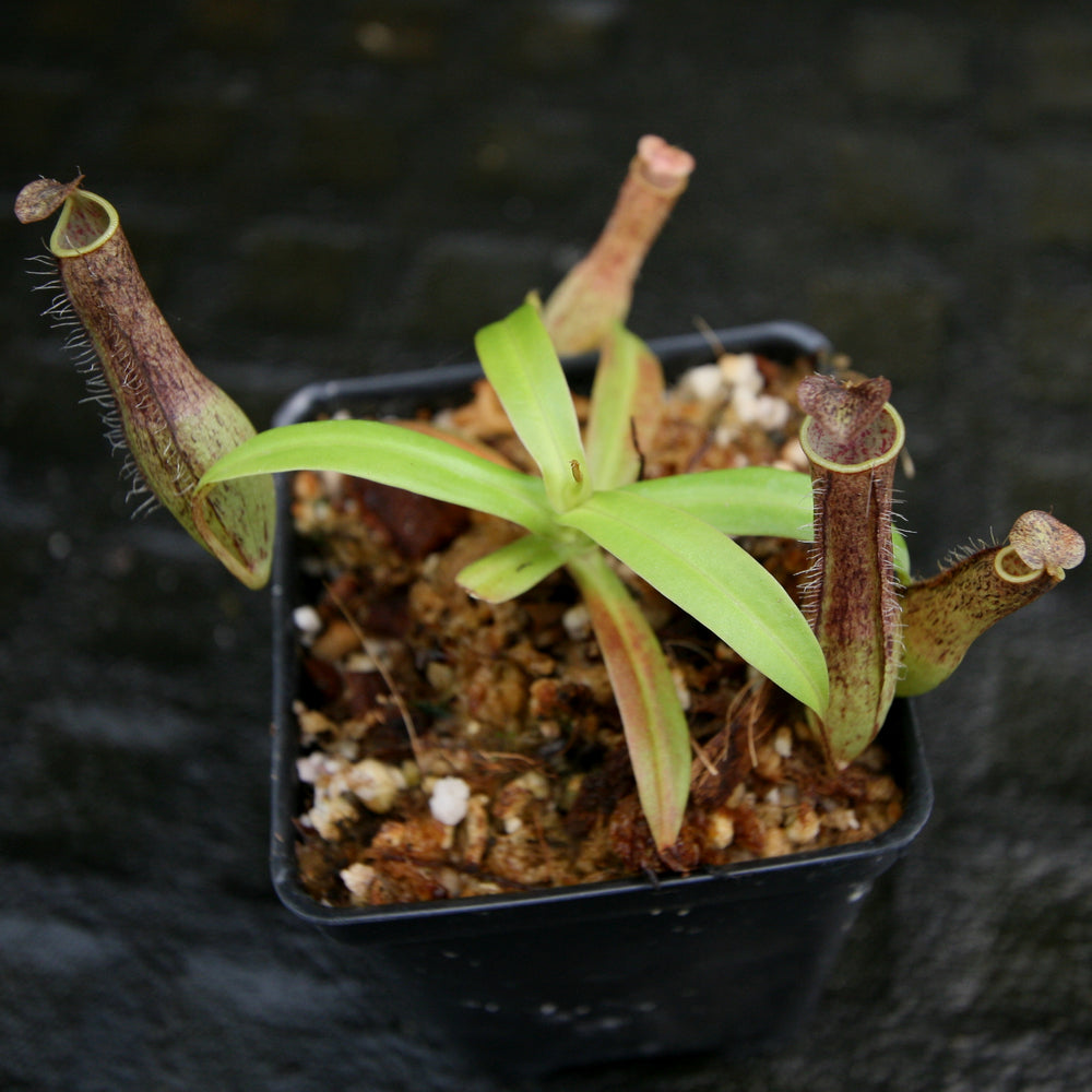 
                      
                        Nepenthes gracilis, BE-4060
                      
                    