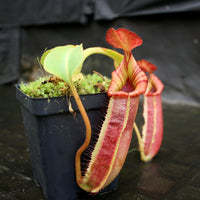Nepenthes (veitchii x lowii) x robcantleyi, BE-3841