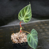 Philodendron verrucosum "Mini"