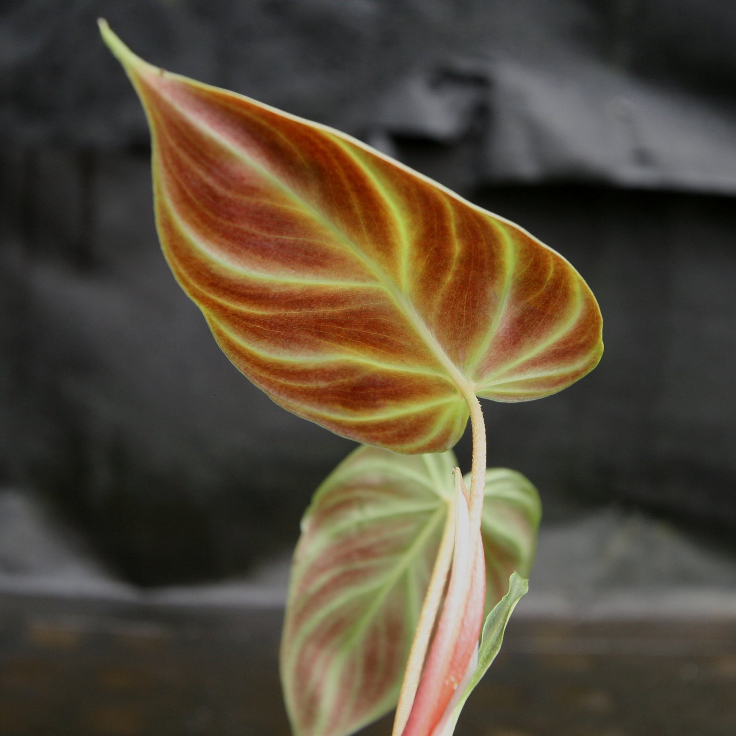 philodendron scalarinerve Philodendron verrucosum "Mini" – Carnivero