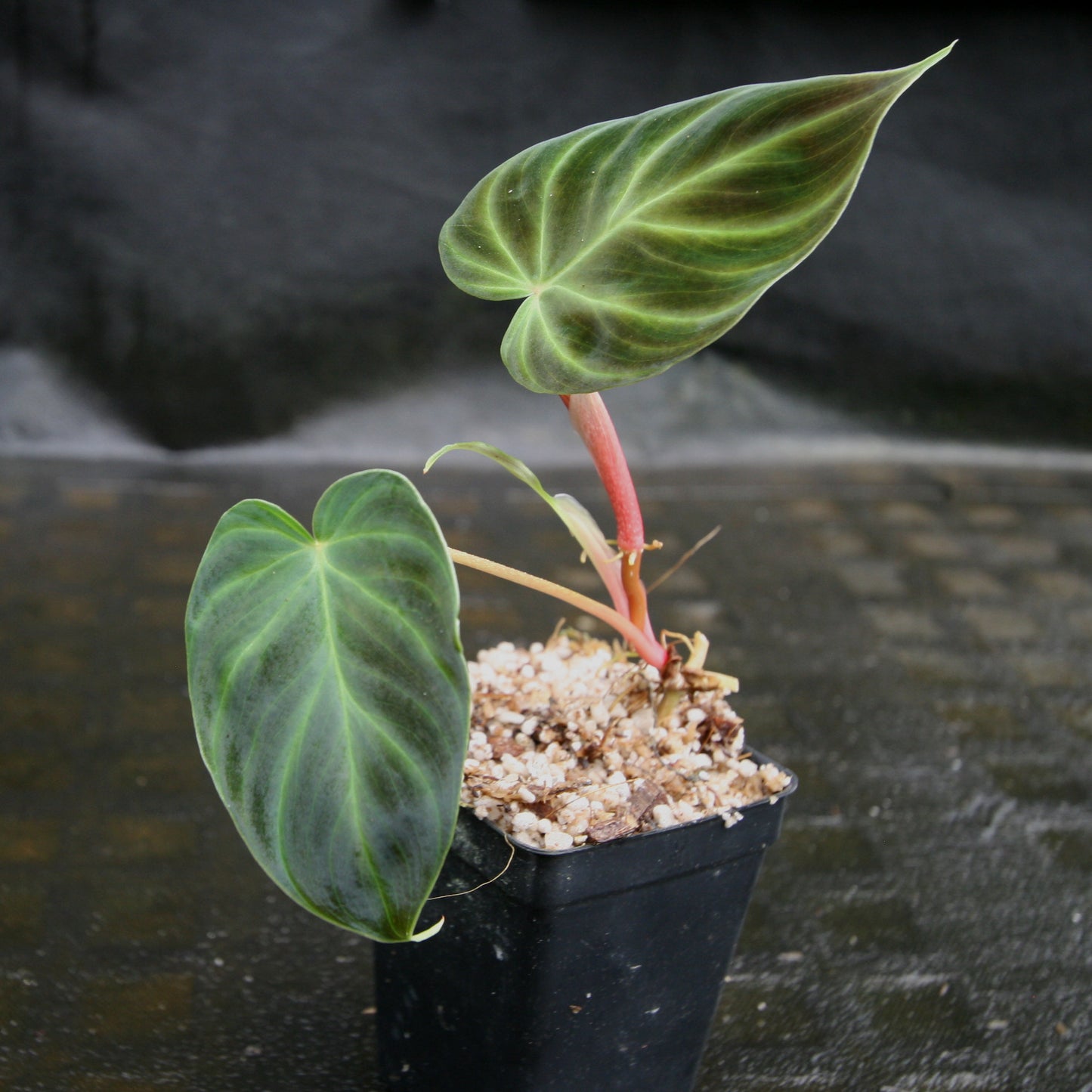 philodendron mini purple Philodendron verrucosum "Mini" – Carnivero