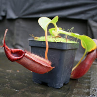 Nepenthes (veitchii x lowii) x robcantleyi, BE-3841
