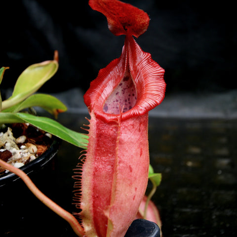 Red Nepenthes veitchii Psychedelic hybrid pitcher with a wide red peristome and pink speckled interior