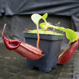 Nepenthes (veitchii x lowii) x robcantleyi, BE-3841