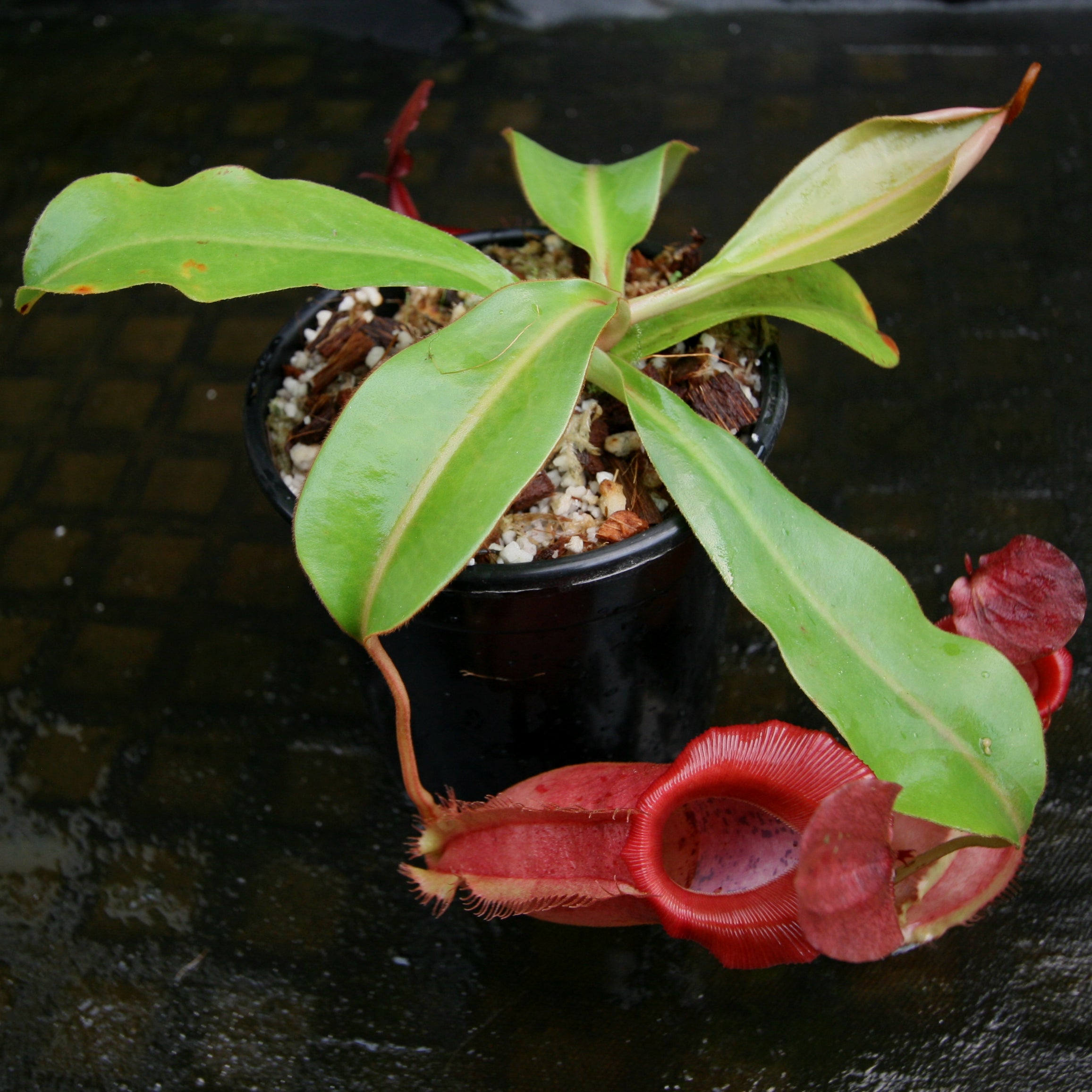 Nepenthes veitchii 