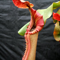Nepenthes Song of Melancholy x truncata (c) - Giant, CAR-0025