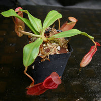 Nepenthes veitchii "Psychedelic" x (spathulata x jacquelineae), CAR-0195