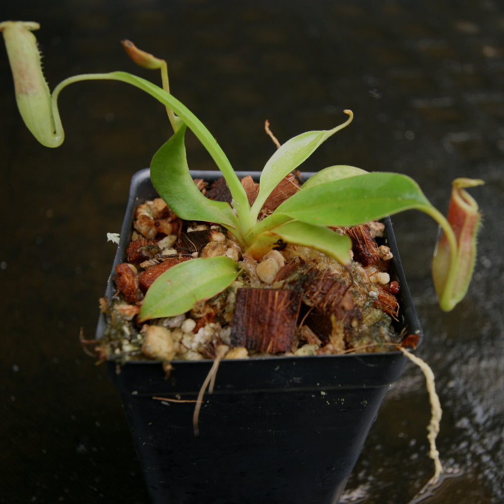 
                      
                        Nepenthes veitchii "Psychedelic" x (spathulata x jacquelineae), CAR-0195
                      
                    