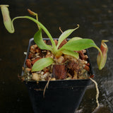 Nepenthes veitchii "Psychedelic" x (spathulata x jacquelineae), CAR-0195