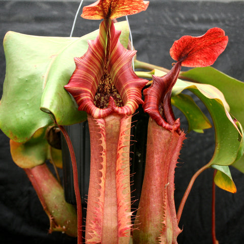 Close-up of a giant Nepenthes Song of Melancholy truncata pitcher plant with red elongated pitchers and green leaves