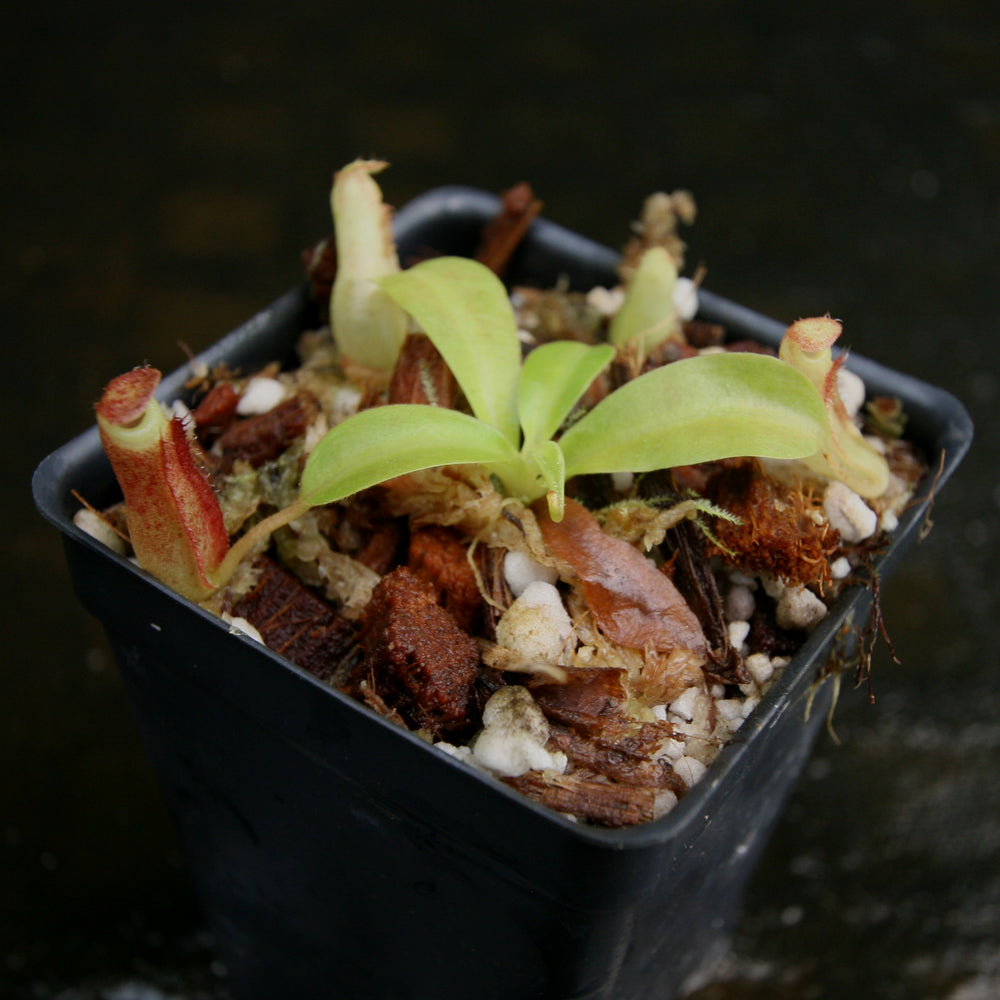 
                      
                        Nepenthes veitchii "Psychedelic" x (spathulata x jacquelineae), CAR-0195
                      
                    