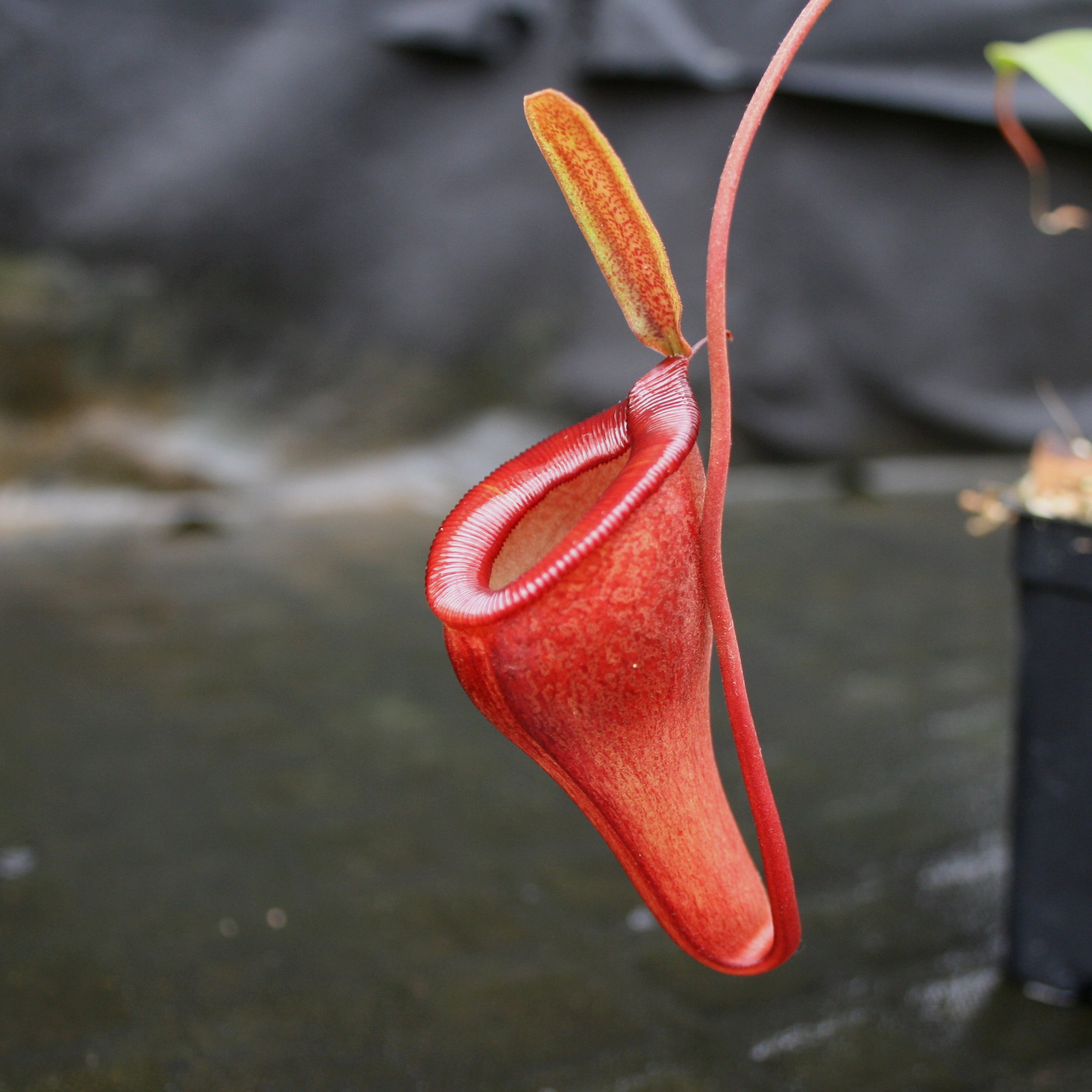 Nepenthes jamban x dubia – Carnivero