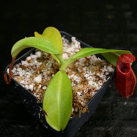 Nepenthes densiflora x veitchii, BE-4037