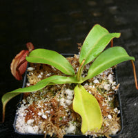 Nepenthes densiflora x veitchii, BE-4037