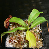 Nepenthes densiflora x veitchii, BE-4037