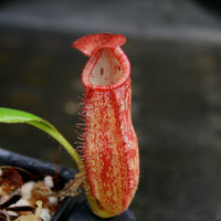 Nepenthes petiolata, BE-3135