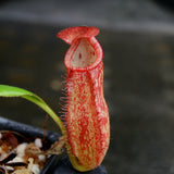 Nepenthes petiolata, BE-3135
