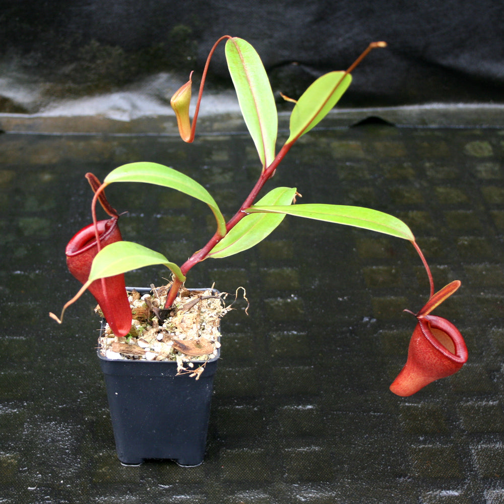 
                      
                        Nepenthes jamban x dubia
                      
                    