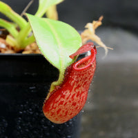 Nepenthes petiolata, BE-3135