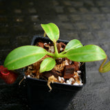Nepenthes petiolata, BE-3135