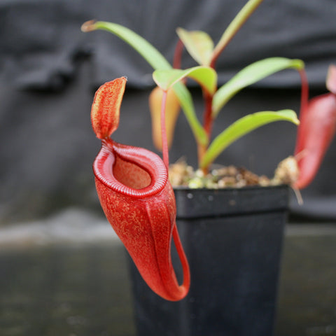 Close-up of a red Nepenthes jamban x dubia pitcher with a curled rim in a small pot.