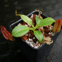 Nepenthes petiolata, BE-3135
