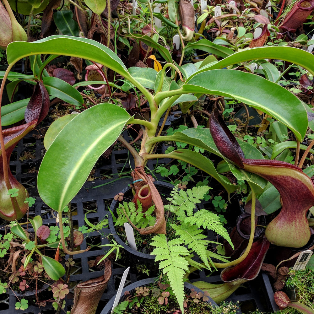 Nepenthes lowii Trusmadi, CAR-0018