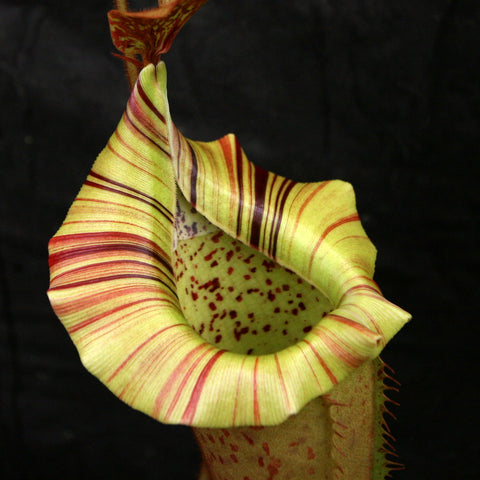 Close-up of a Nepenthes veitchii Big Mama x platychila white pitcher with a pale yellow body and red striped peristome.