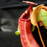 Nepenthes Song of Melancholy x truncata (c) - Giant, CAR-0025