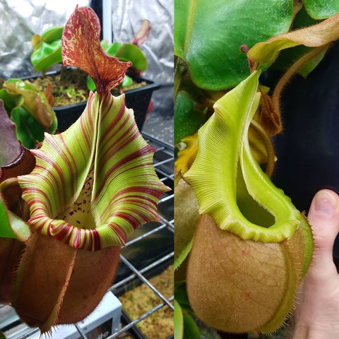 Nepenthes veitchii pitcher plant with lime green pitcher edged in red stripes and a red patterned hood