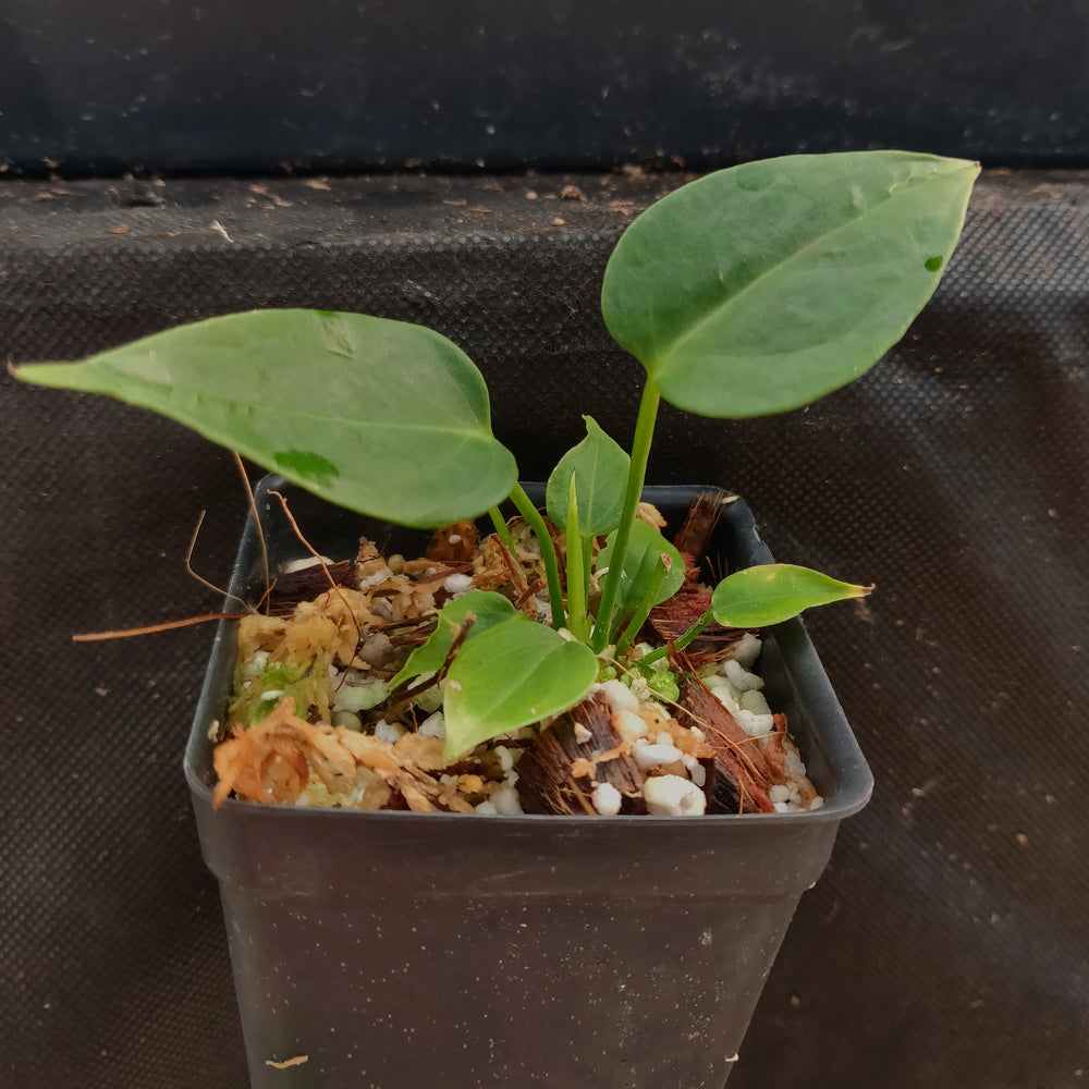 
                      
                        Anthurium veitchii, King Anthurium
                      
                    