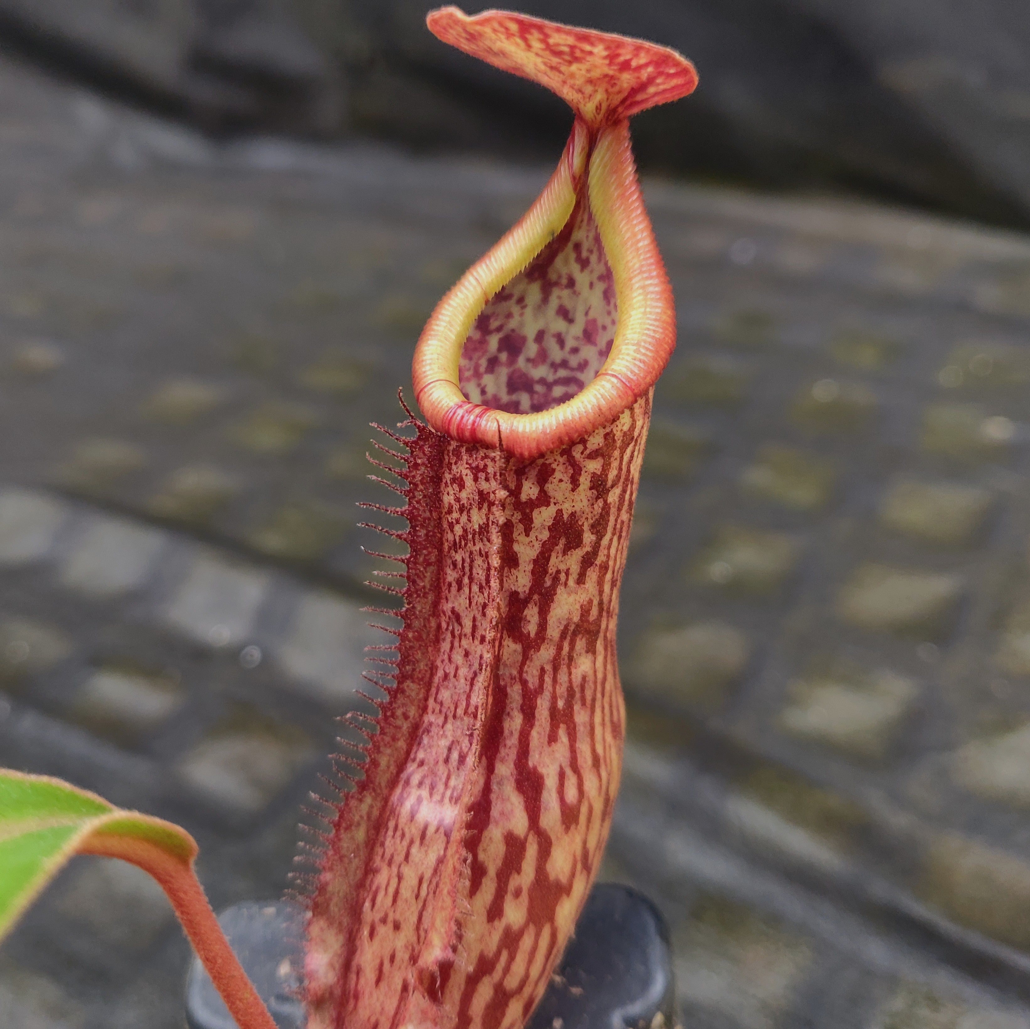 Nepenthes 'Splendid Diana' x boschiana, CAR-0188 – Carnivero