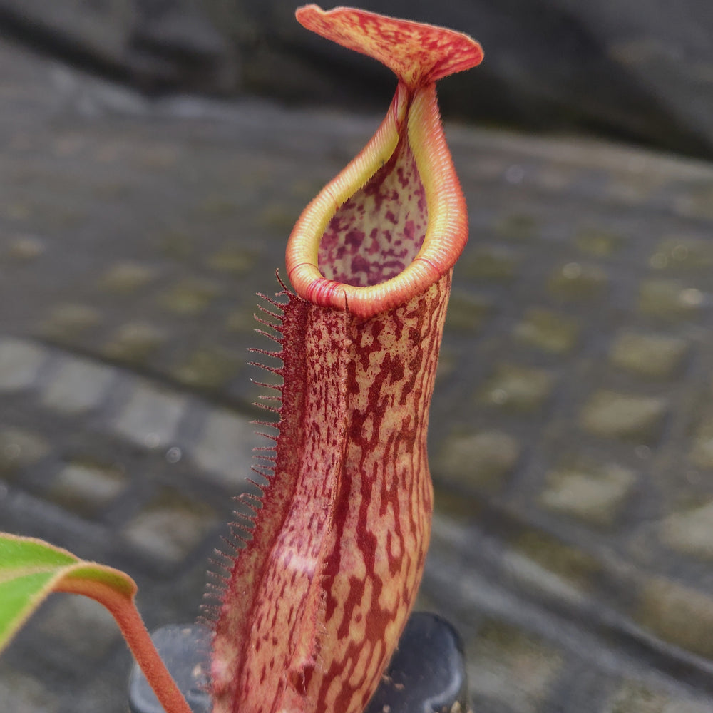 
                      
                        Nepenthes 'Splendid Diana' x boschiana, CAR-0188, pitcher plant, carnivorous plant, collectors plant, large pitchers, rare plants 
                      
                    