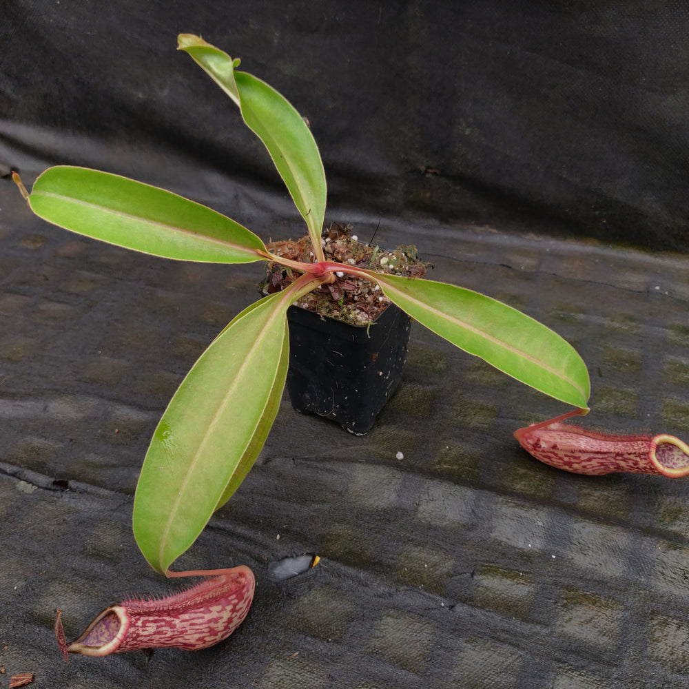 
                      
                        Nepenthes 'Splendid Diana' x boschiana, CAR-0188, pitcher plant, carnivorous plant, collectors plant, large pitchers, rare plants 
                      
                    