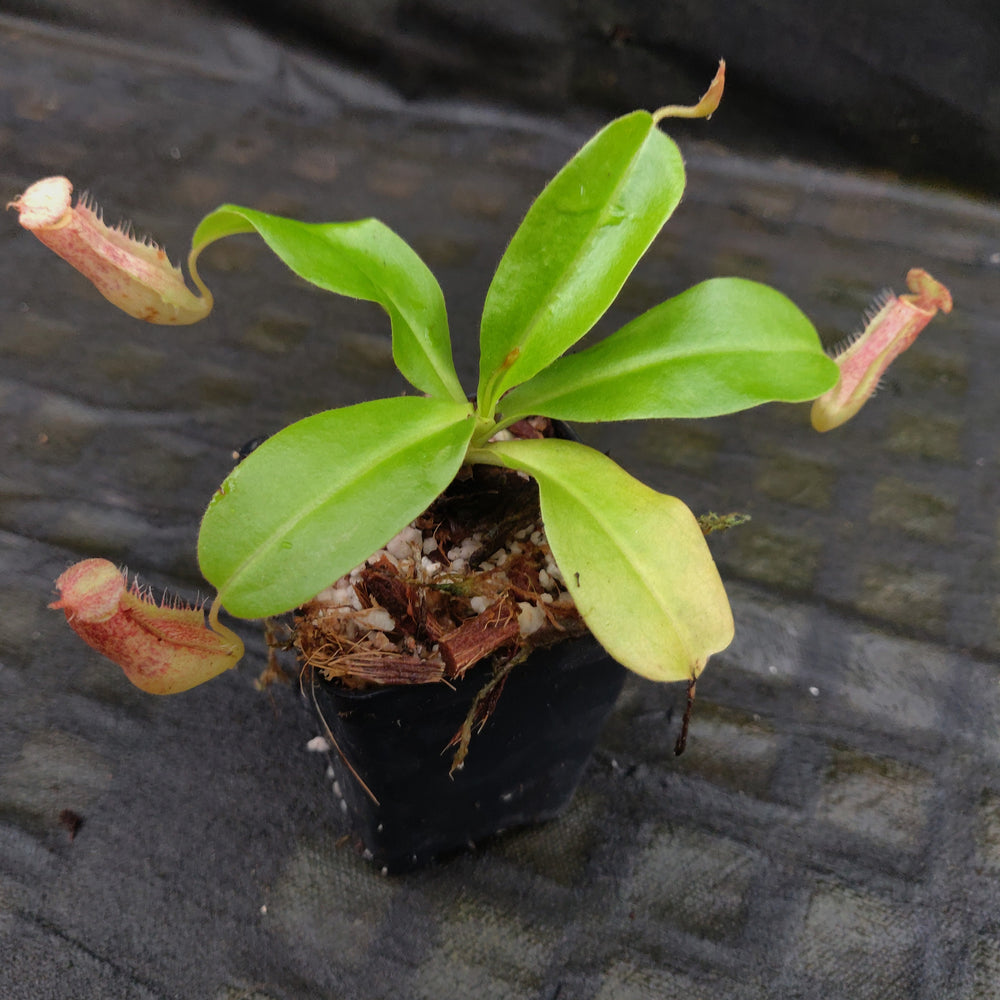 
                      
                        Nepenthes 'Splendid Diana' x boschiana, CAR-0188, pitcher plant, carnivorous plant, collectors plant, large pitchers, rare plants 
                      
                    