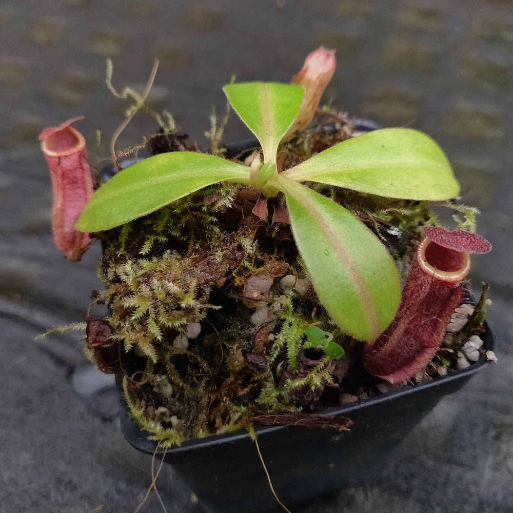 
                      
                        Nepenthes 'Splendid Diana' x boschiana, CAR-0188, pitcher plant, carnivorous plant, collectors plant, large pitchers, rare plants 
                      
                    